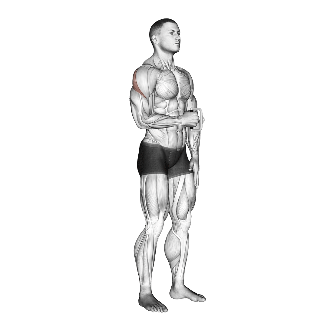 Exercise animation demo 1